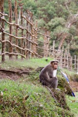 Rhesus macaque
