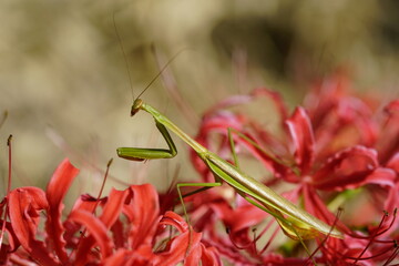 彼岸花とカマキリ
