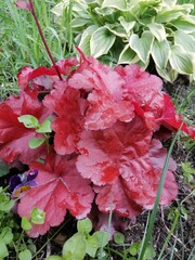 a small bright red heuchera forever red on a flower bed next to a variegated Hosta. Floral Wallpaper