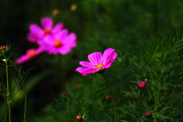 Fototapeta premium Natural Flowers scene of blooming of pink Sulfur Cosmos with blurred green background