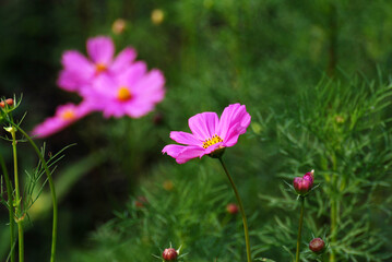 Natural Flowers scene of blooming of pink Sulfur Cosmos with blurred green background