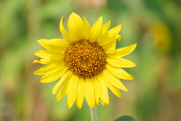 Fototapeta premium Closeup Sunflower is Big yellow flower in the field at Khao Jeen Lae Sunflower Feild Lopburi Thailand - Floral nature background and beautiful detail 