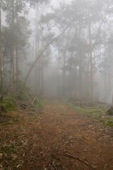 fog in the forest