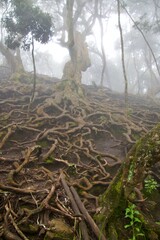 Roots of a tree