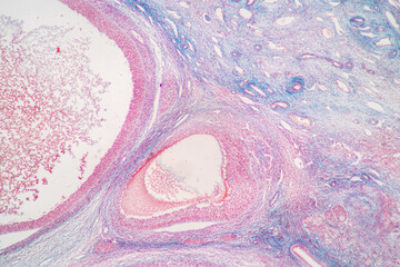 Anatomy and Histological Ovary and Testis human cells under microscope.
