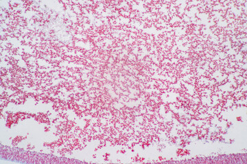Fototapeta premium Anatomy and Histological Ovary and Testis human cells under microscope. 