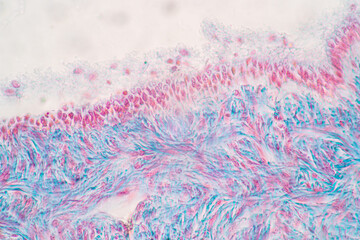 Anatomy and Histological Ovary and Testis human cells under microscope.
