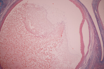 Anatomy and Histological Ovary and Testis human cells under microscope.
