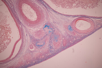 Anatomy and Histological Ovary and Testis human cells under microscope.
