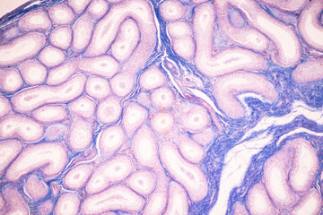 Anatomy and Histological Ovary and Testis human cells under microscope.

