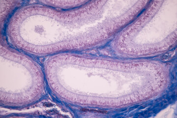 Anatomy and Histological Ovary and Testis human cells under microscope.

