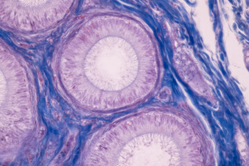 Anatomy and Histological Ovary and Testis human cells under microscope.
