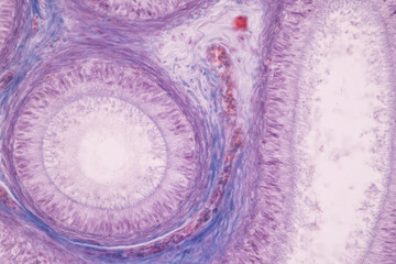 Anatomy and Histological Ovary and Testis human cells under microscope.
