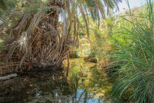 An oasis near the Dead Sea. A tropical nature reserve in the desert. Einot Tsukim, Ein Feshkha. High quality photo