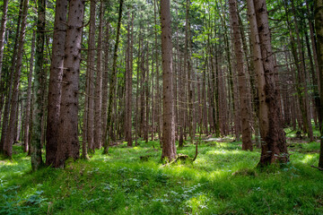 View of a light-flooded coniferous forest in spring
