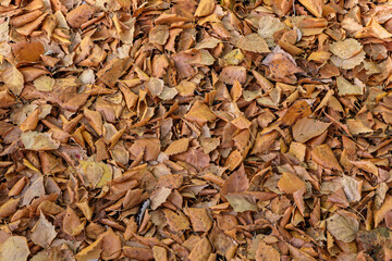 Yellow leaves fallen from a tree on an autumn day