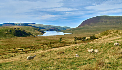 Naklejka premium Llyn Craig-y-Pistyll reservoir supplies water to the Aberystwyth area. Taken from Bwlchystyllen on the Syfydrin MTB trail from the Nant yr Arian visitor centre. Sun is shining and sheep are grazing.
