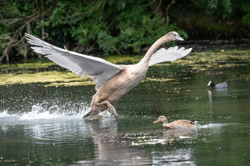 Young Swan stretching its wings. learning to fly.