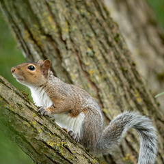Squirrel looking up 