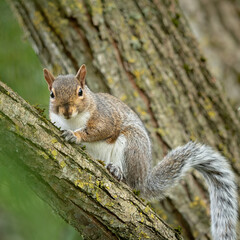 Naklejka na ściany i meble Squirrel on a tree branch looking.