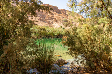 An oasis near the Dead Sea. A tropical nature reserve in the desert. Einot Tsukim, Ein Feshkha. High quality photo
