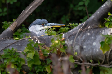 Heron's head showing behind a tree trunk. 