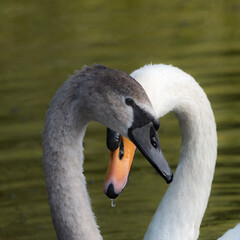 Two Swans Heads Crosswd