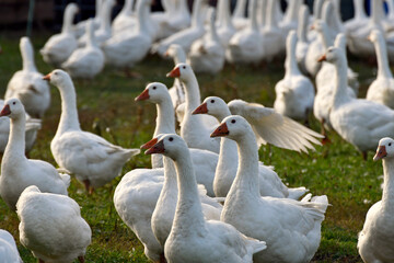 gänse in freilandhaltung