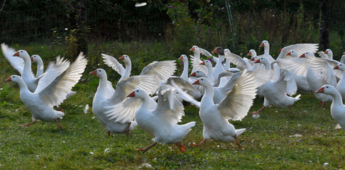 gänse in freilandhaltung © lotharnahler