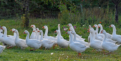 gänse in freilandhaltung
