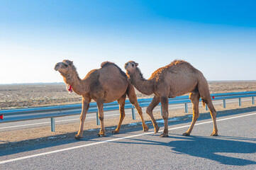 Camels are on the road heat, drought, United Arab Emirates