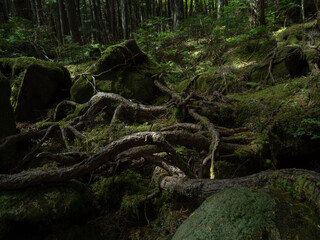 長野県白駒池の苔の森　秋