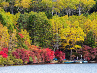 Obraz premium 紅葉が始まった長野県白駒池の風景 9月末