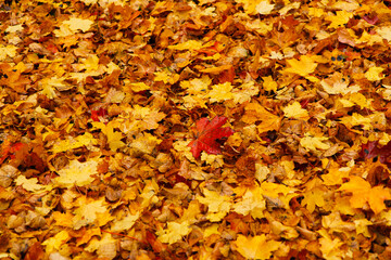 A carpet of yellow and red maple leaves on the ground in the park.