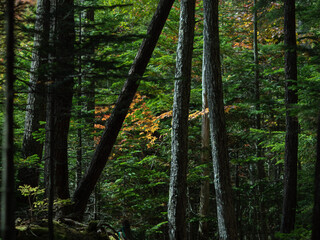 長野県白駒池の苔の森　秋