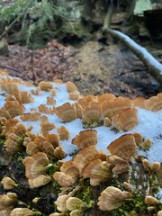 mushrooms in the forest