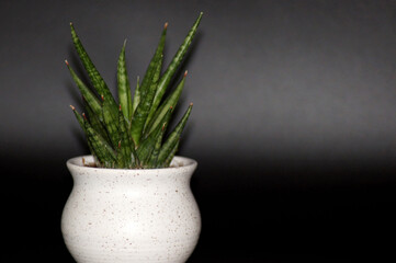 Bogenhanf Sansevieria freigestellt auf schwarzem Hintergrund
