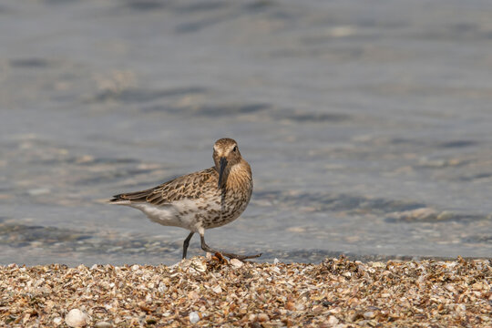 The dunlin (Calidris alpina) catching worms in the water