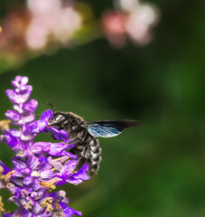 Violet carpenter bee on a sage flower