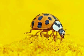 ladybird on a leaf
