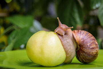 A large white snail sits on a green apple. Close-up