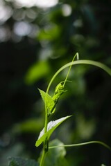 This is a picture of small plant. 
