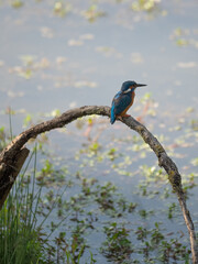 Splendid Exemplary with Beautiful Colors of Common Kingfisher, Alcedo atthis, on a Thin Branch