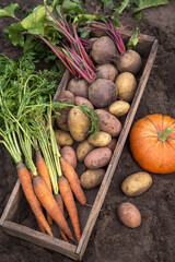 Autumn harvest of different organic vegetables in wooden box on soil in garden. Freshly harvested carrot, beetroot, pumpkin and potatoes, farming