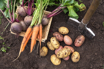 Autumn harvest of fresh raw carrot, beetroot and potatoes on soil in garden, top view. Harvesting...