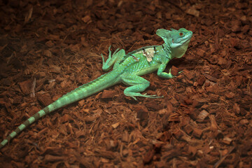 Green Water Dragon. Chinese Water Dragon. Physignathus cocincinu