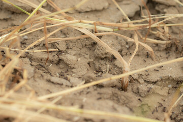 ants walking around anthill or ant nest in the morning. closeup of ant nest or ant colony photo