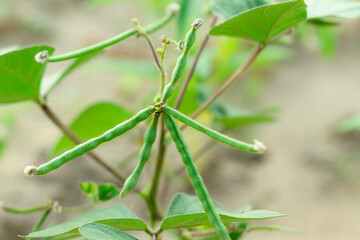 Green lentil pods filled with large seeds on an organic Thai hybrid variety green lentil plant
