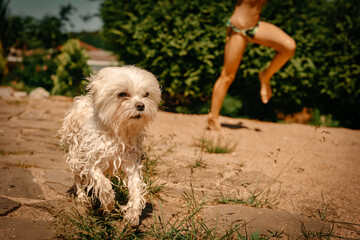 A wet little dog running around a pond in the open air on a hot summer day. Home pet for a walk.