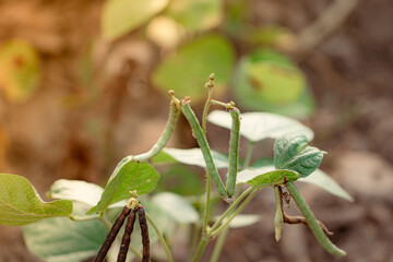 f organic Thai hybrid variety Green lentil pods filled with large seeds on an organic Thai hybrid variety green lentil plant